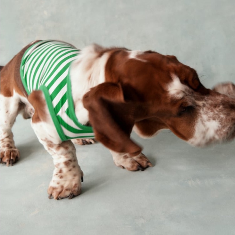 New dog shirt